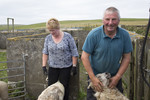 The sheep shearers